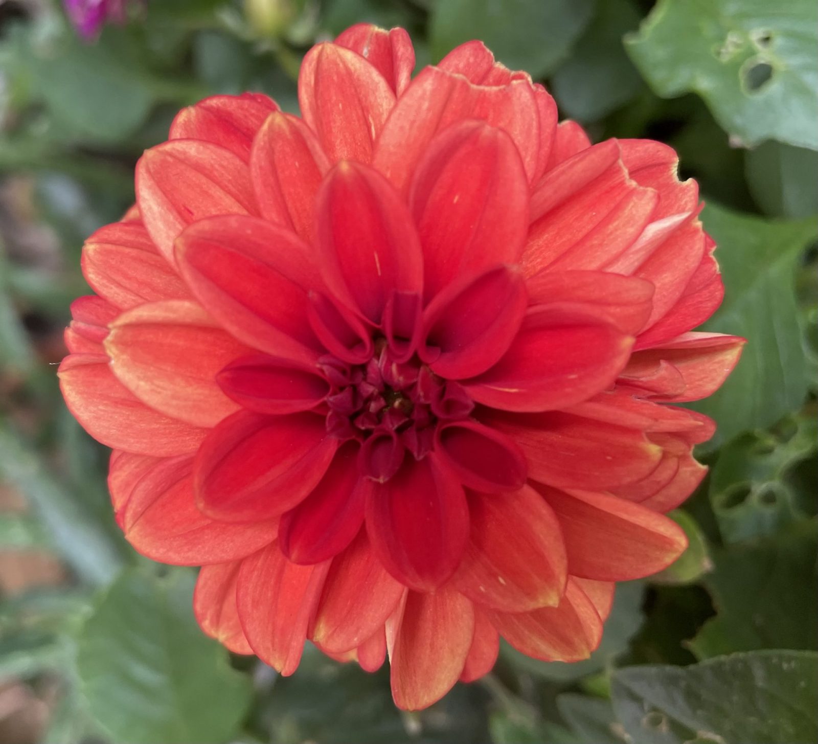 BF9CFEAF-AA38-46F1-B619-9109FB96A6B4