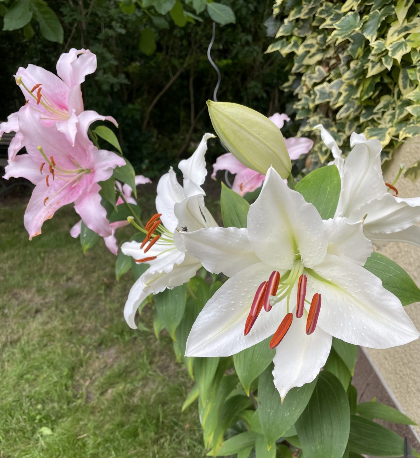 BFE5983A-EE35-4B66-B06B-64B77836B325