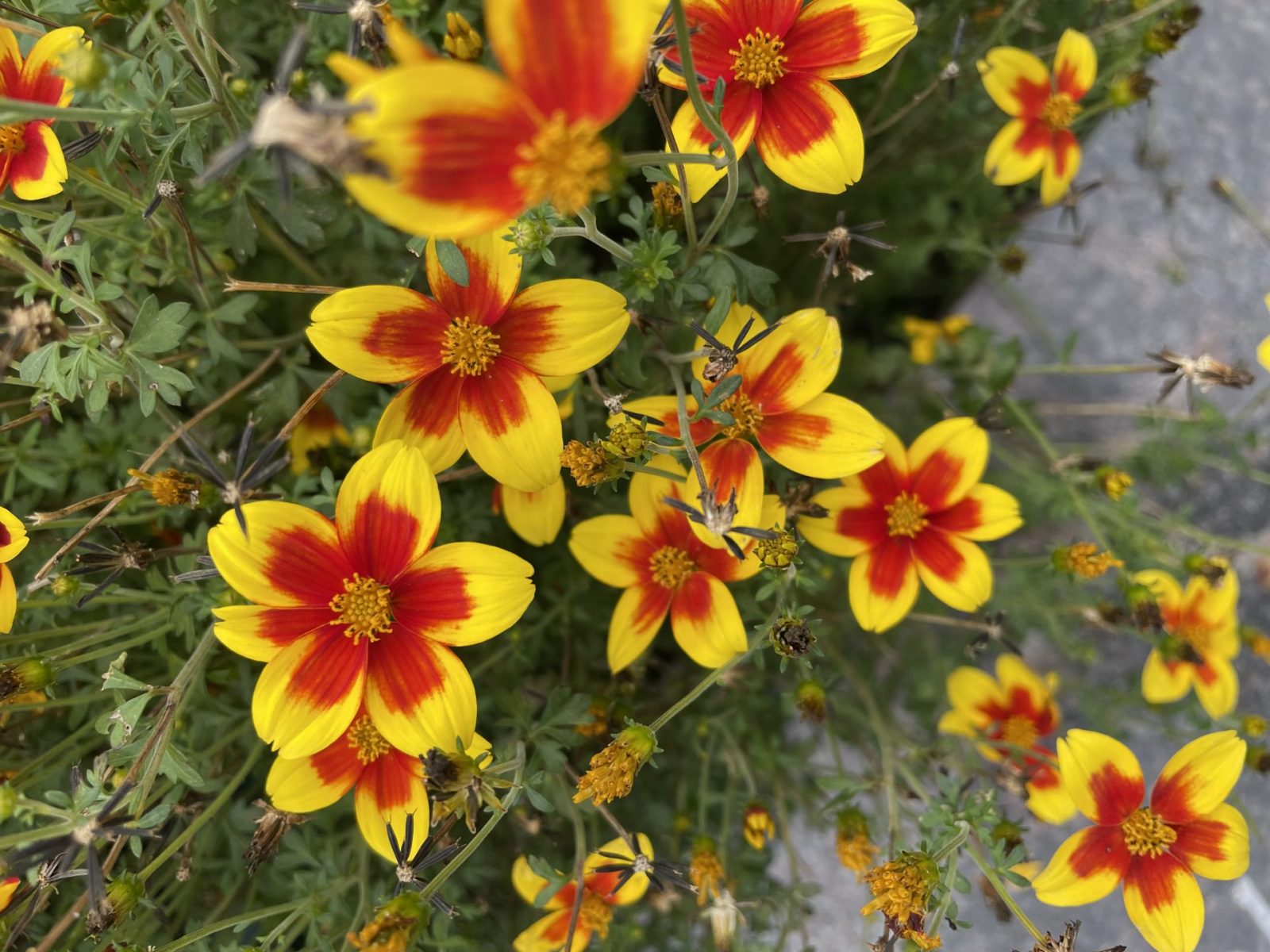 BFFA8FB4-F37F-4EAF-B797-D8A606DA8E49