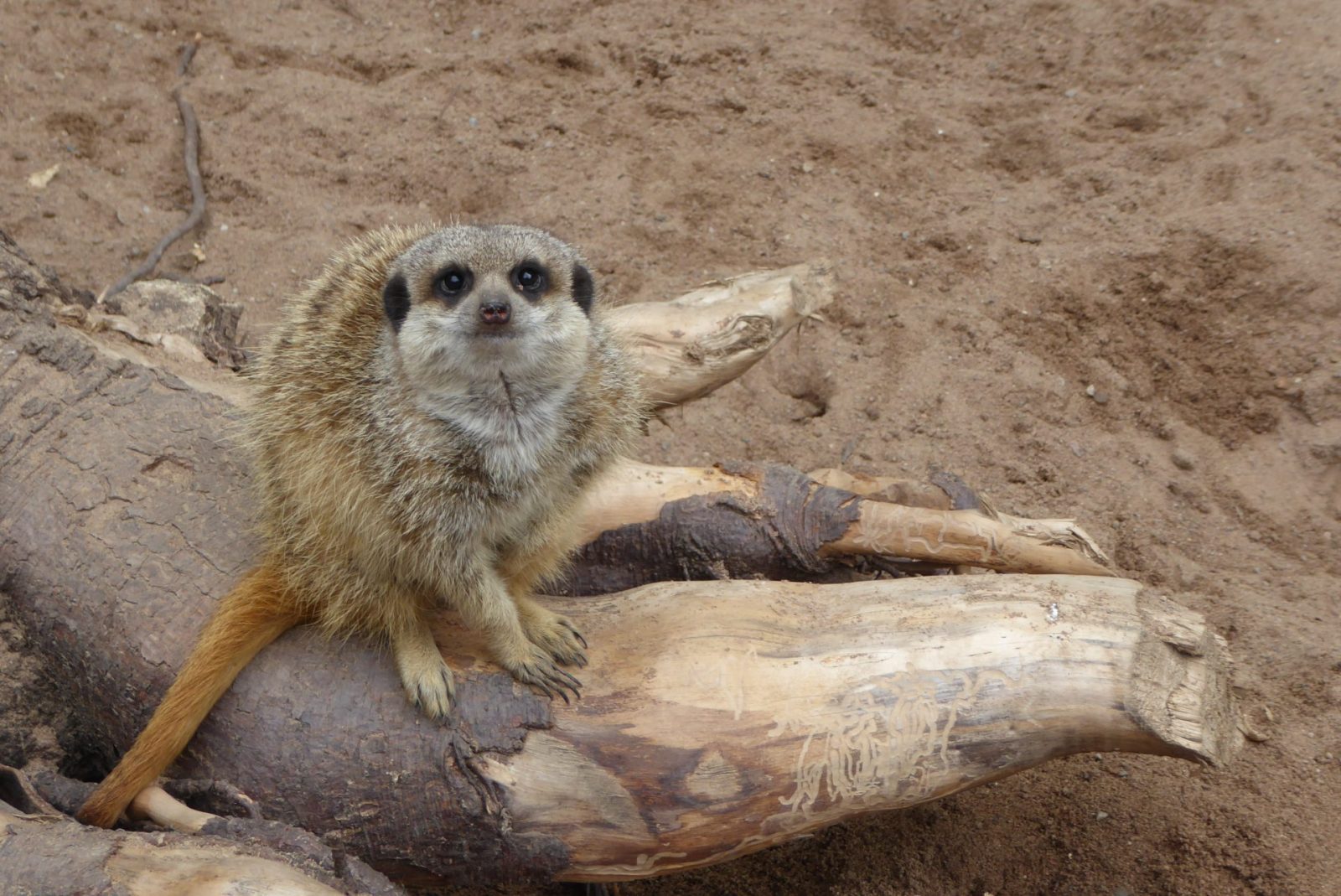 Bad Pyrmont Tierpark (102)