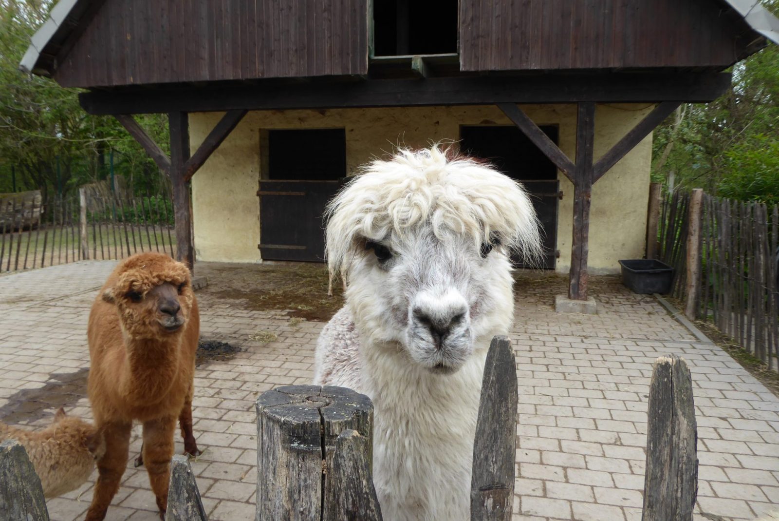 Bad Pyrmont Tierpark (143)