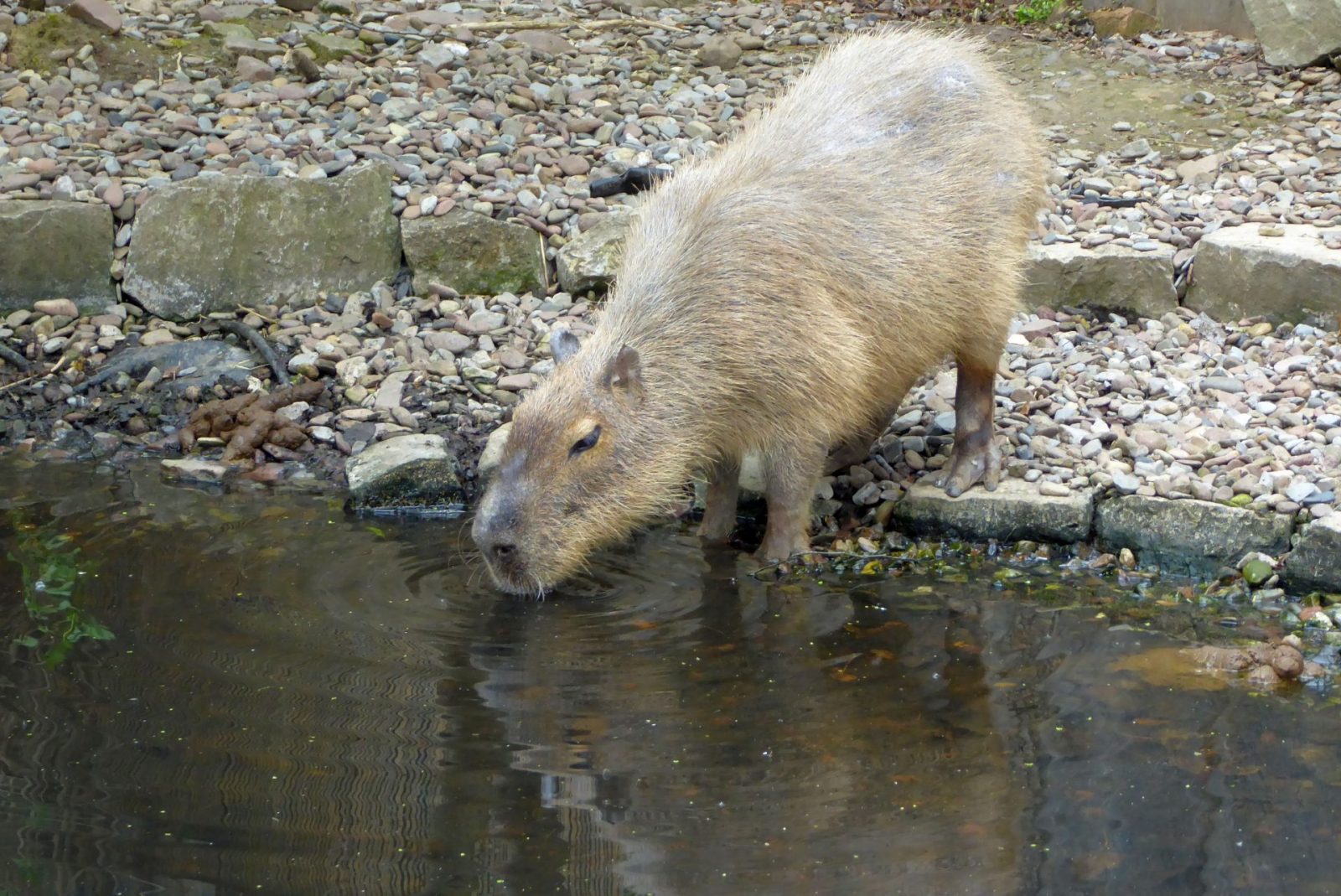 Bad Pyrmont Tierpark (198)