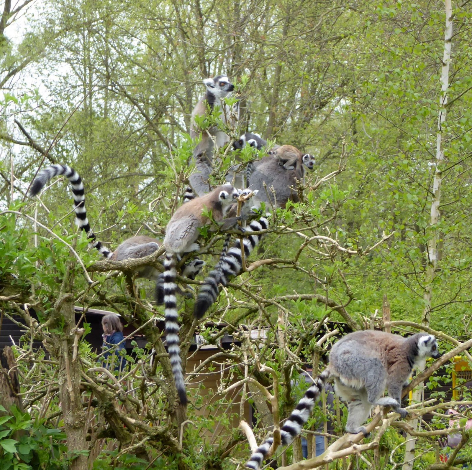 Bad Pyrmont Tierpark (205)