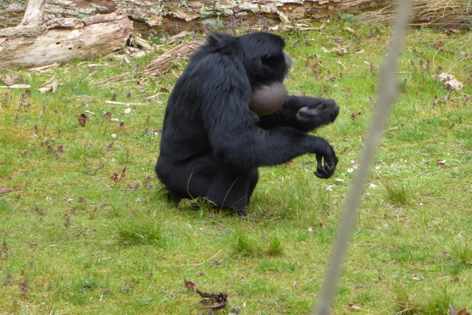 Bad Pyrmont Tierpark (216)