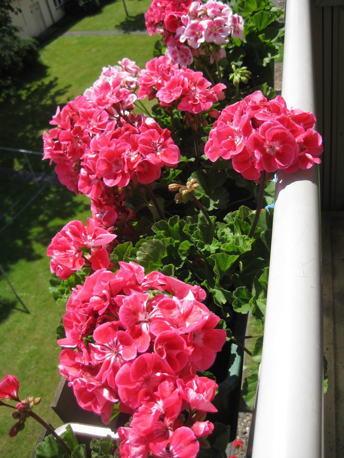 Balkonblumen