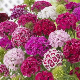 Bartnelken-Mischung-Bodestolz_Portion-Samen_(163199)-20