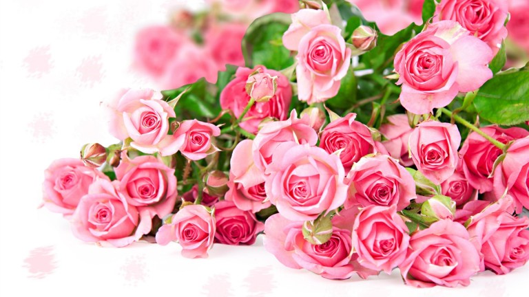 Beautiful-pink-roses-wallpaper-HD-768x432