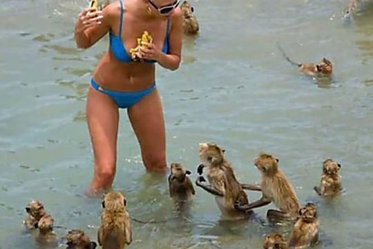 Bikinifrau und Affen