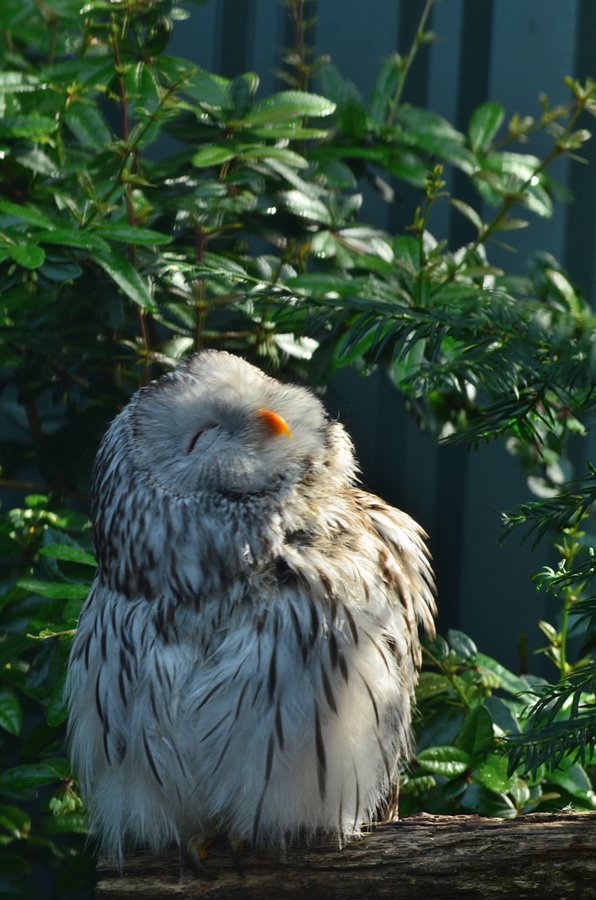 Bild 6_Sonnenanbeterin