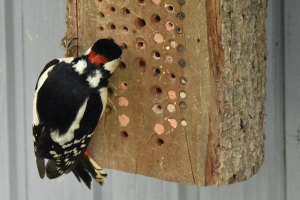 Bild_2025-02-16_105609843