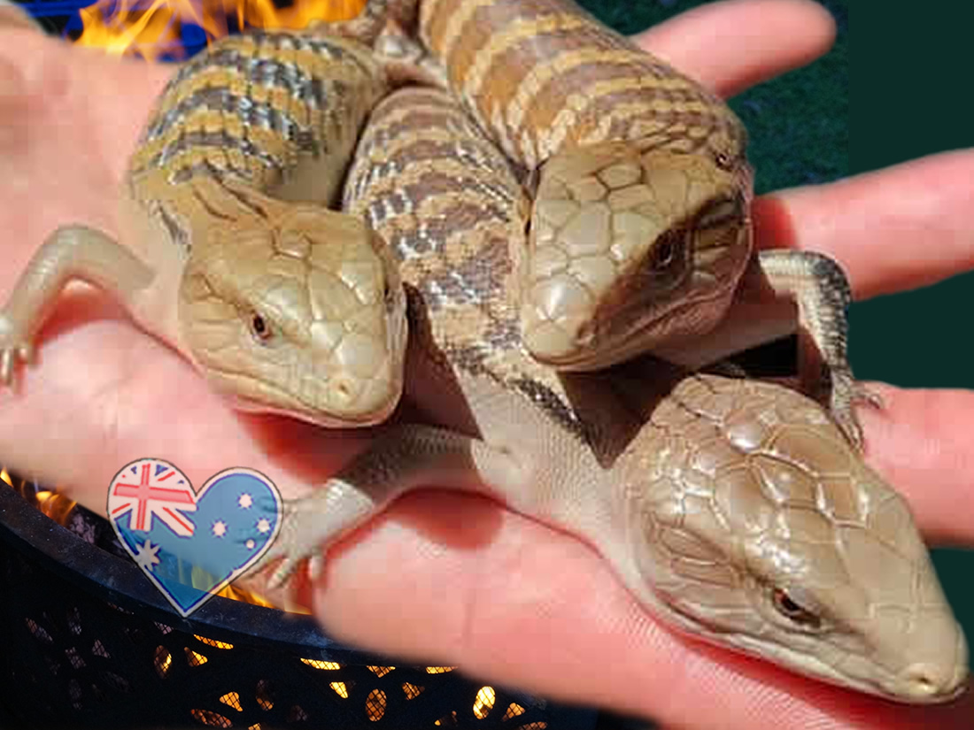 Blauzunger in heisser Asche