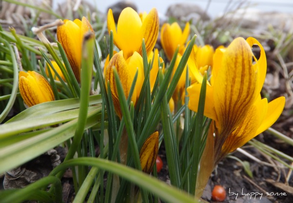 Blog März 16 DSCF5534