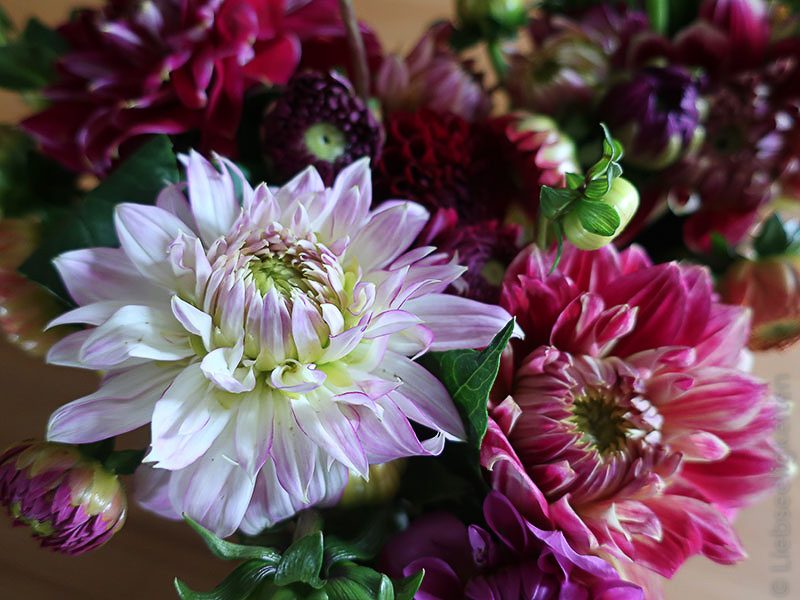 Blume-Dahlien-8-800x600