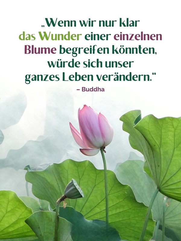 BlumenSpruche2024_quotes_06_v1