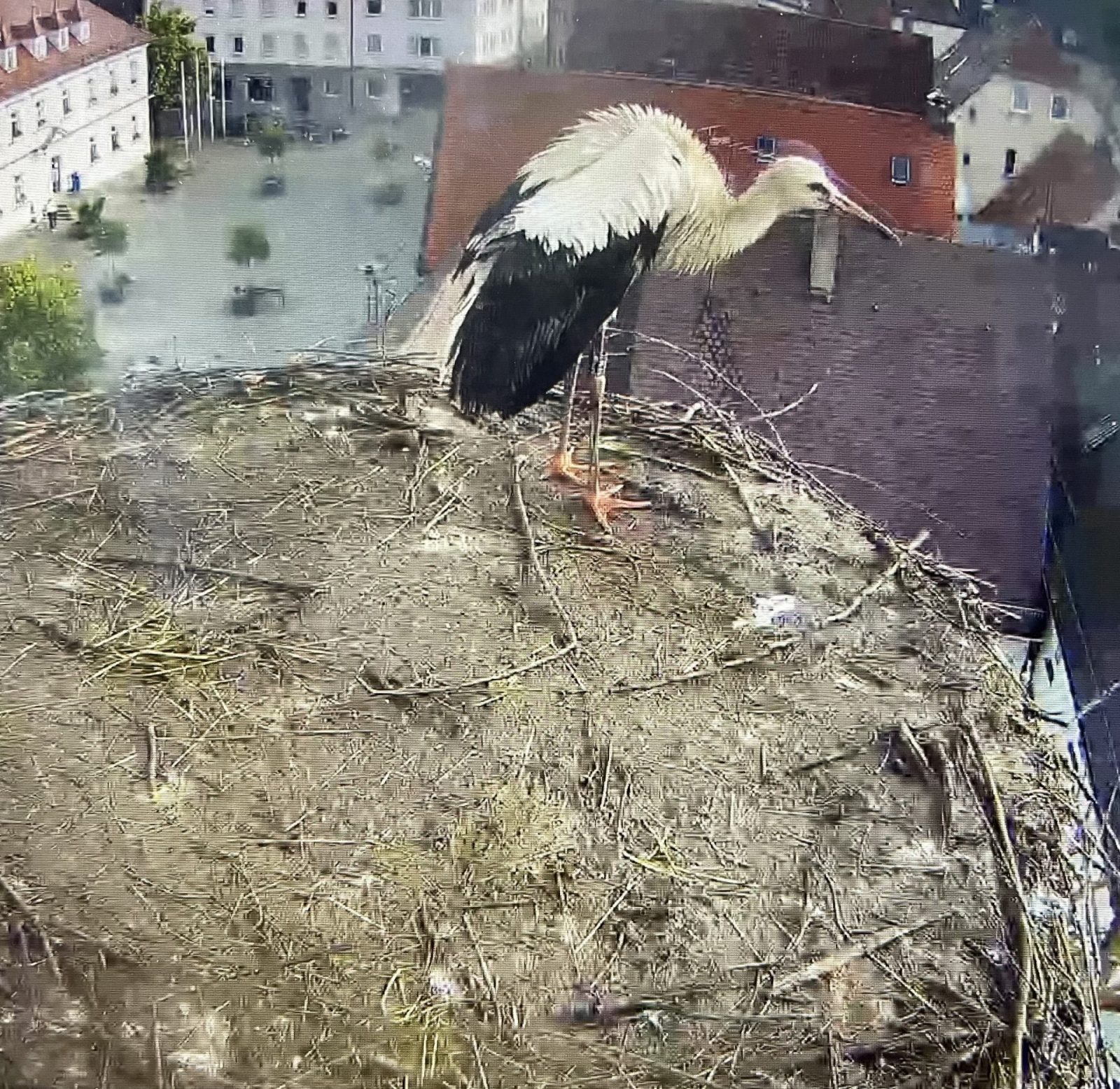 C01C83EC-91FD-481E-B868-B44481BC80ED