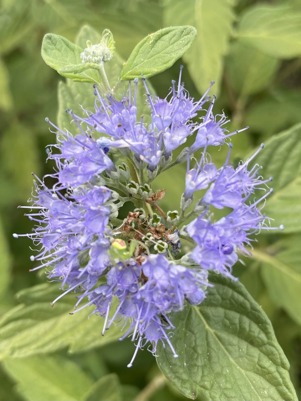 C0CC5DC5-CB29-40D6-8571-C928C1154205