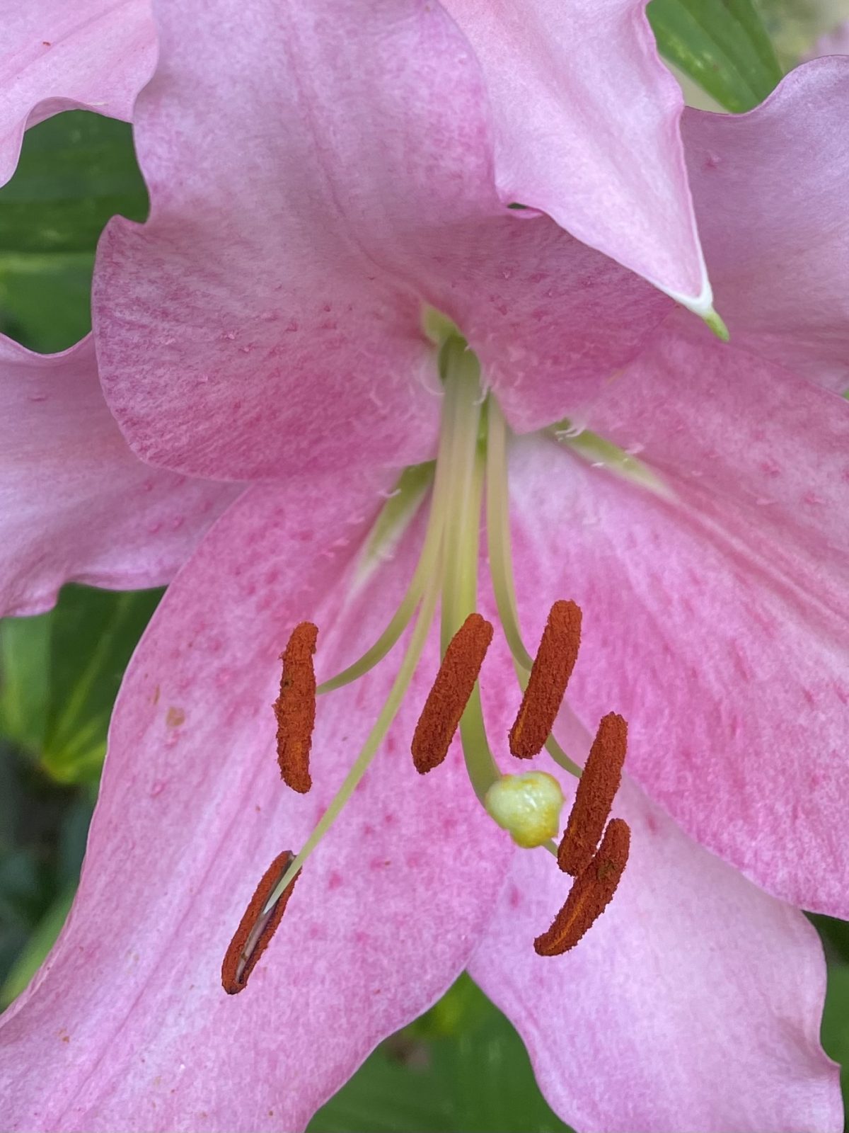 C3ADA24B-DA56-4DD5-A779-EE88F905E452