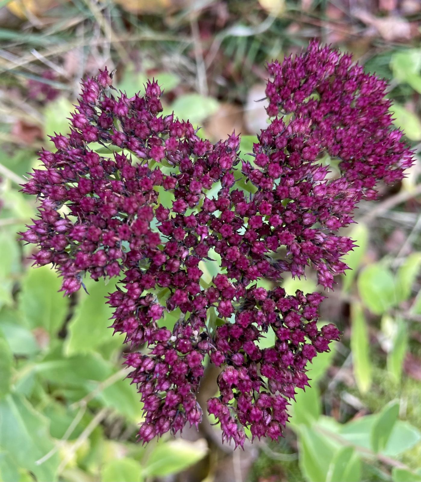 C44638BB-E8C4-47C8-801D-3FEB270BAD75