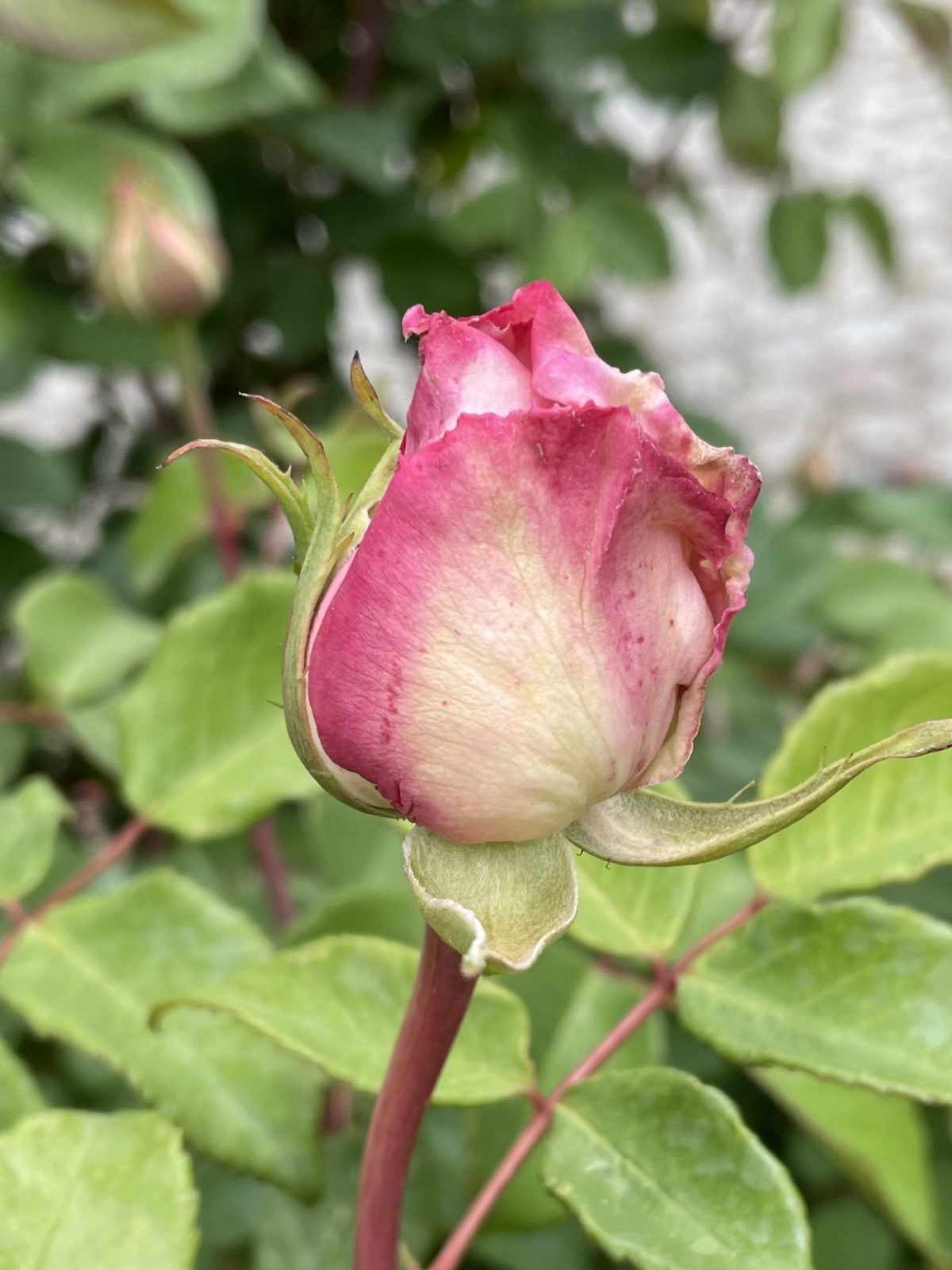 C48CDF65-C301-429A-8A4F-16EBC61FB196