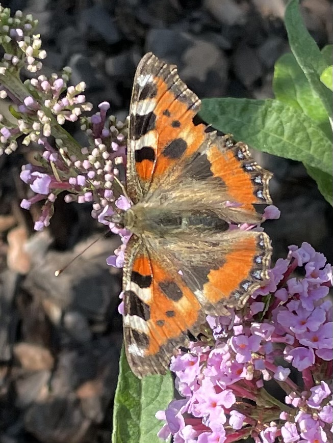 C4E7C1D8-33FA-45E0-99C0-60AB88ACCB66