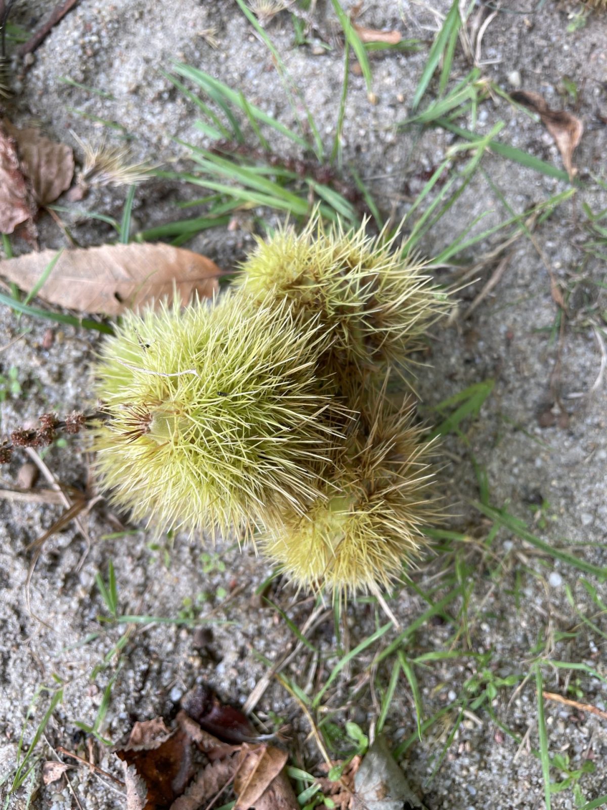 C5A1DCD6-7042-4B86-A8DF-7D71EC7D3F2C