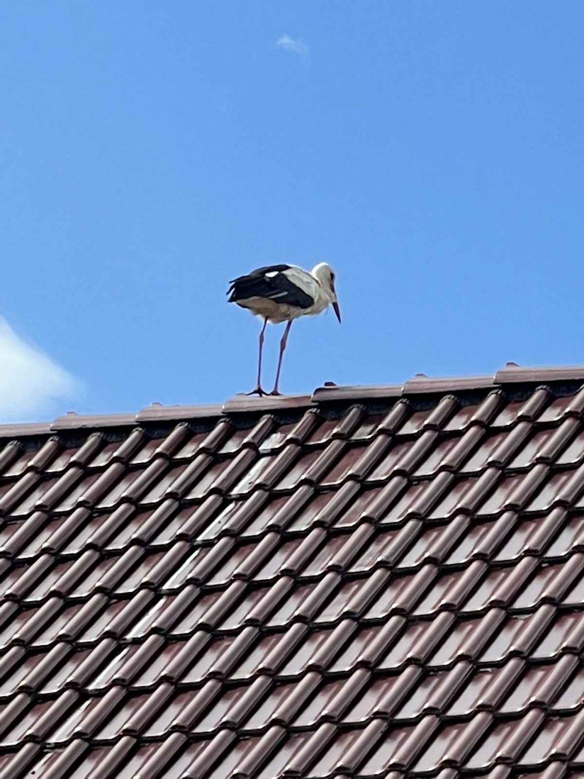 C6CC3759-7704-424F-AFDE-CB15097A15EB