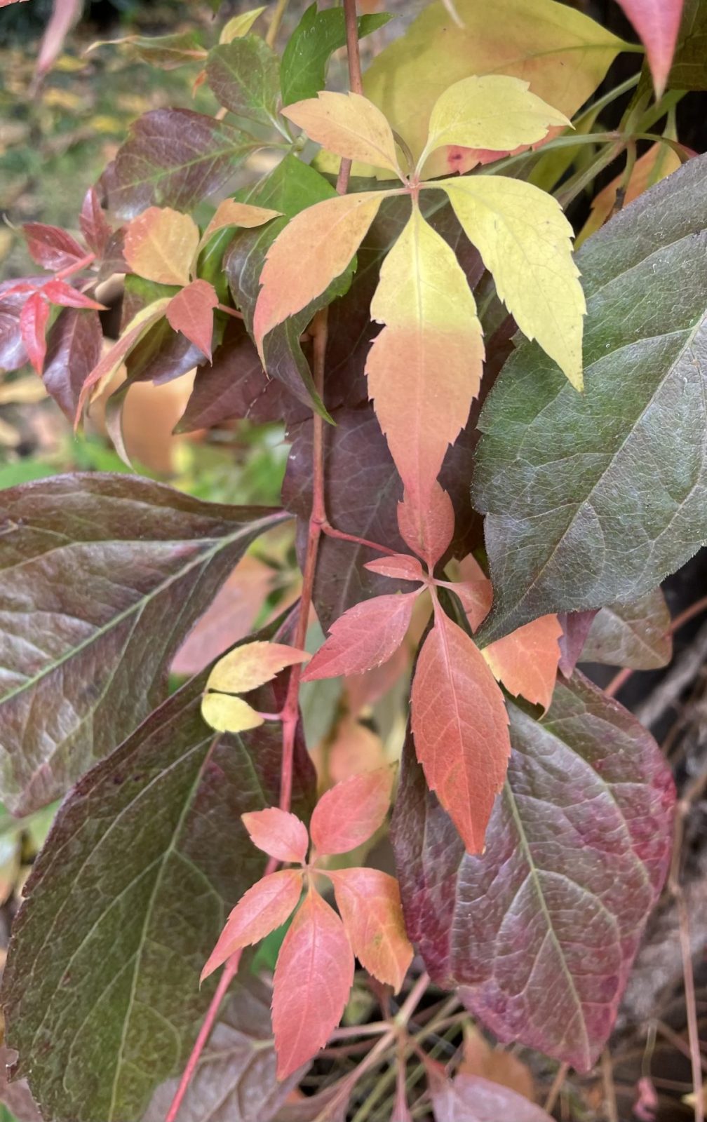 C73A9F4F-B17E-48EF-B536-6CCAFDDB95E3