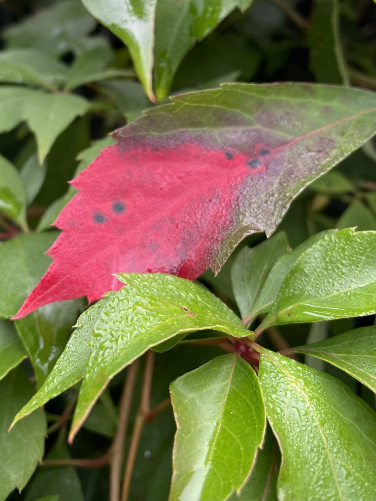 C7ED26B6-CA53-4F7D-8A84-D88FD70B319A