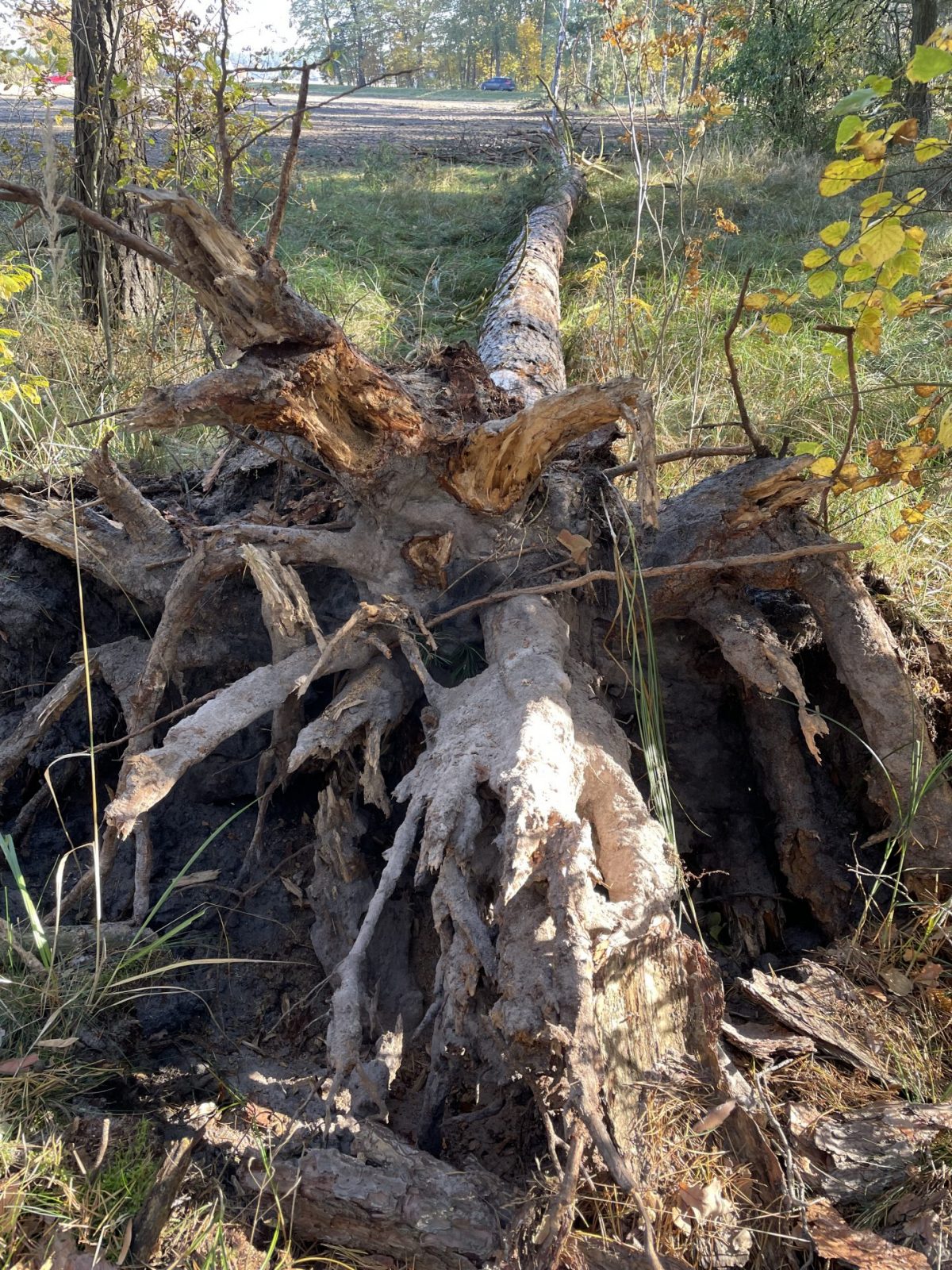 C82CA42C-80B8-4F8F-99A8-2E5AA672C93A