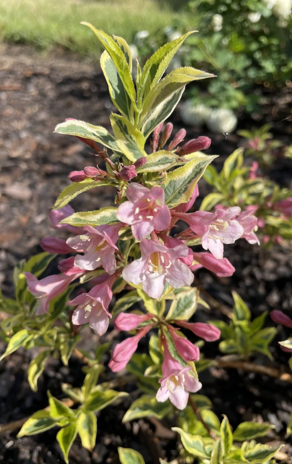 C82F92CB-3855-4BCD-8BB7-303CAFBA760A