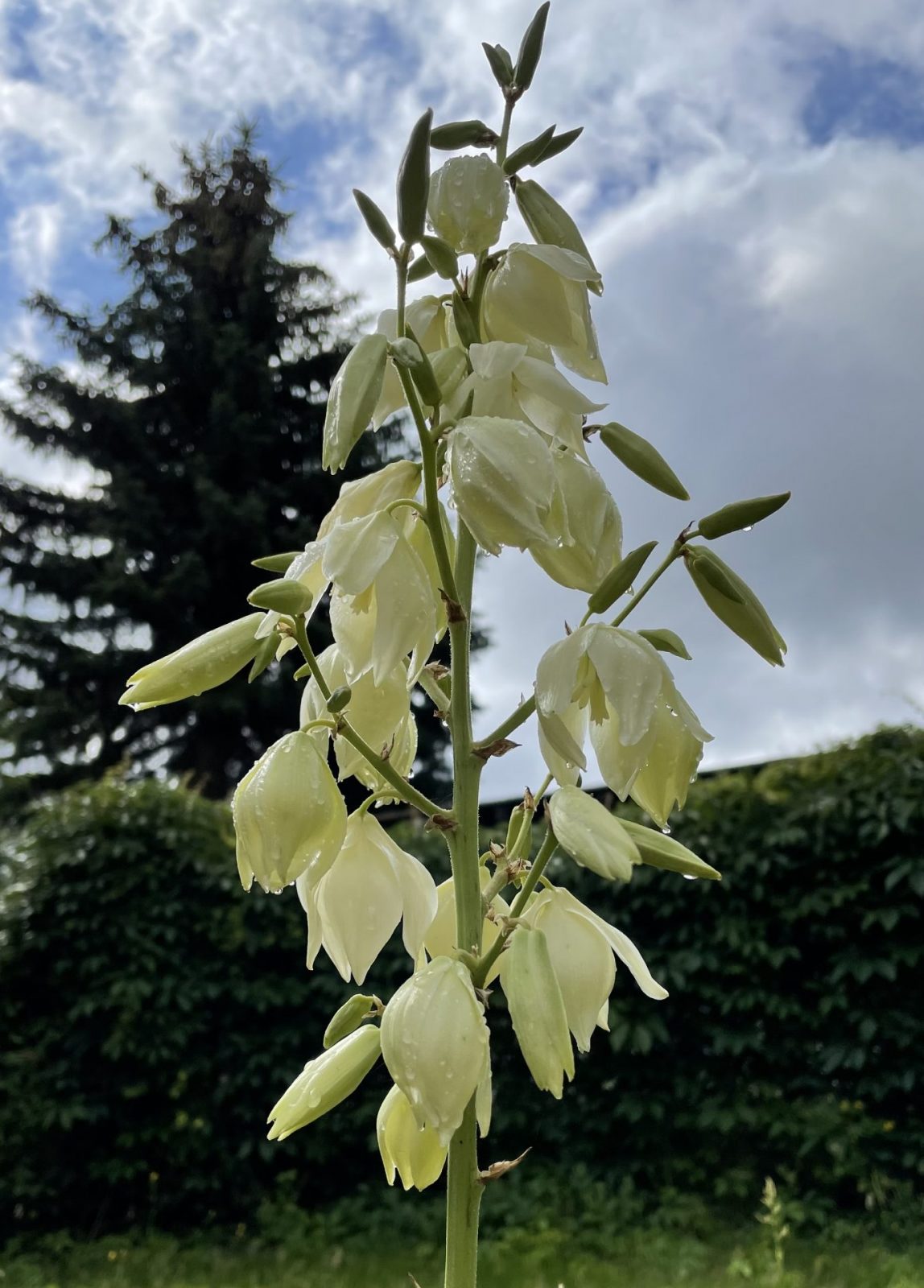 C8B62FD5-557E-488C-B6D6-766D13EC44A7