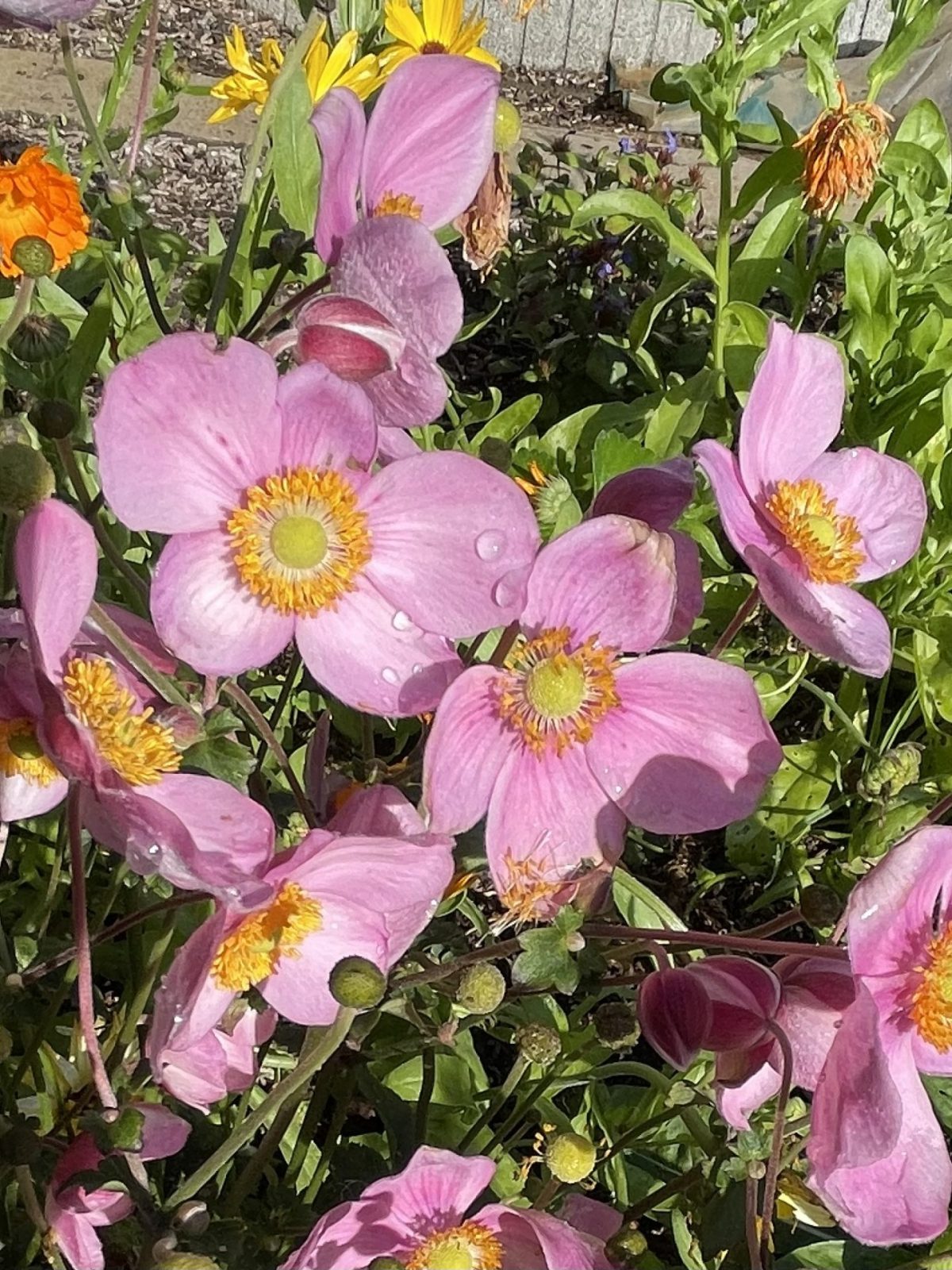 C9BEBB3E-716F-4CBA-9BDE-183C905600CE