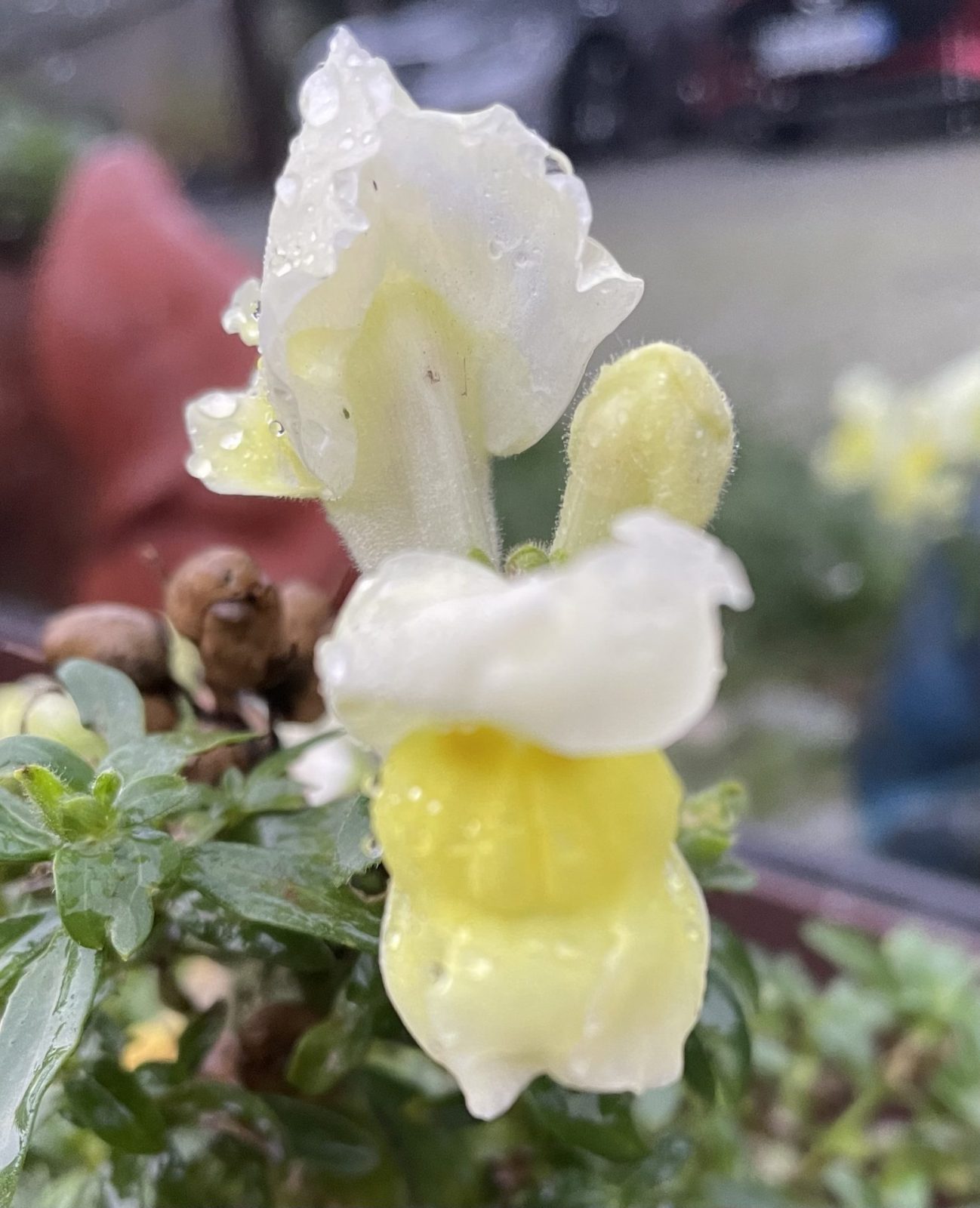 C9CCD88E-0CDD-4929-A7E2-B6C1B5C0C482