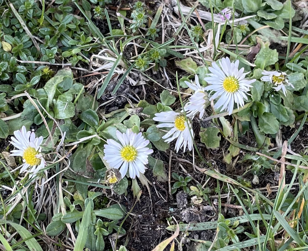 CAB715CA-99CC-4CC5-9E77-883DC02B6545