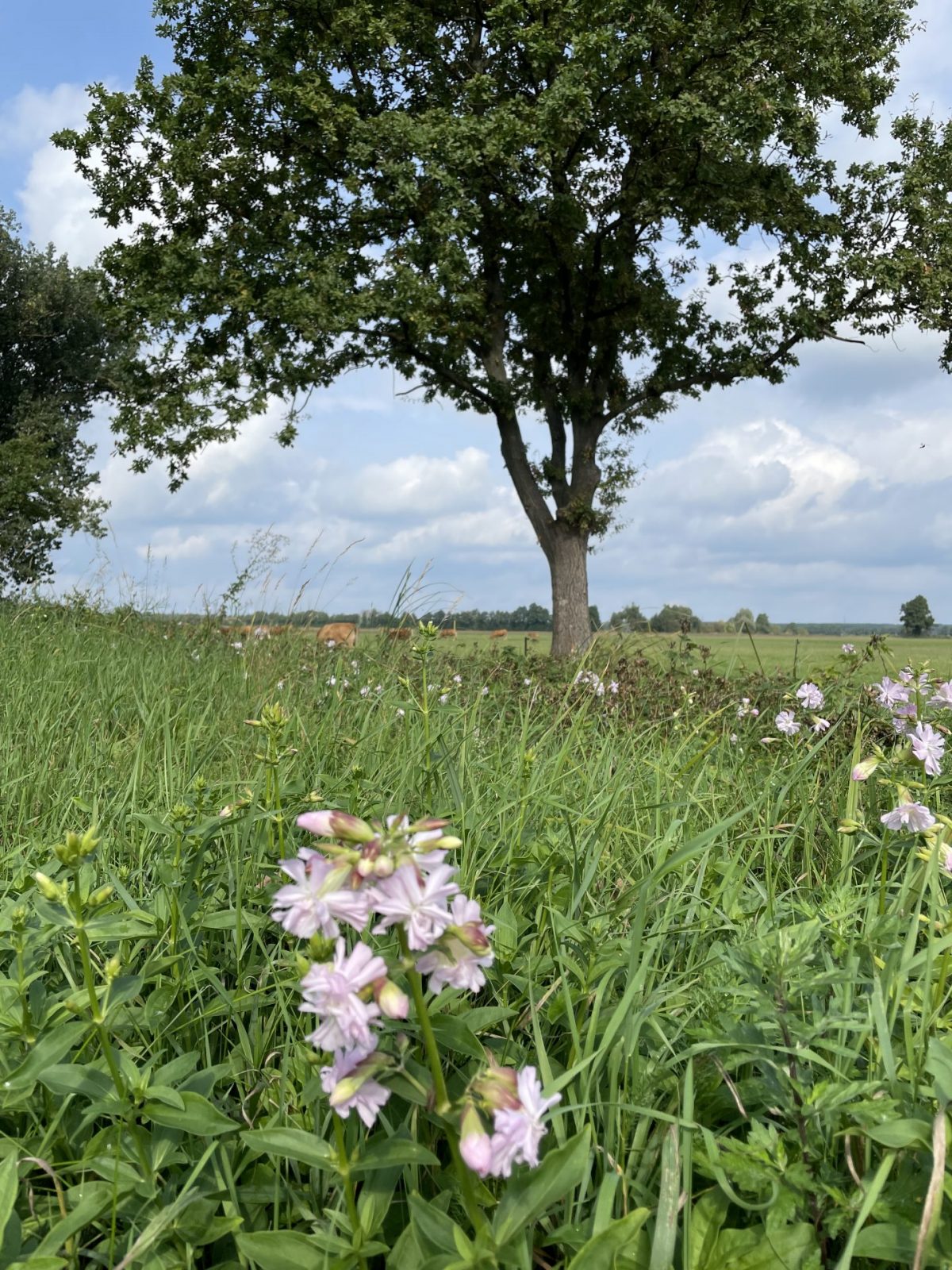 CBB25514-ACFF-4B76-A8FA-EB5CCE114AD9