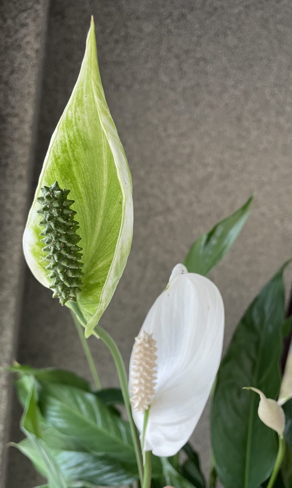 CBE723DF-AA25-4B69-8A36-8FC0F5E1B4D3