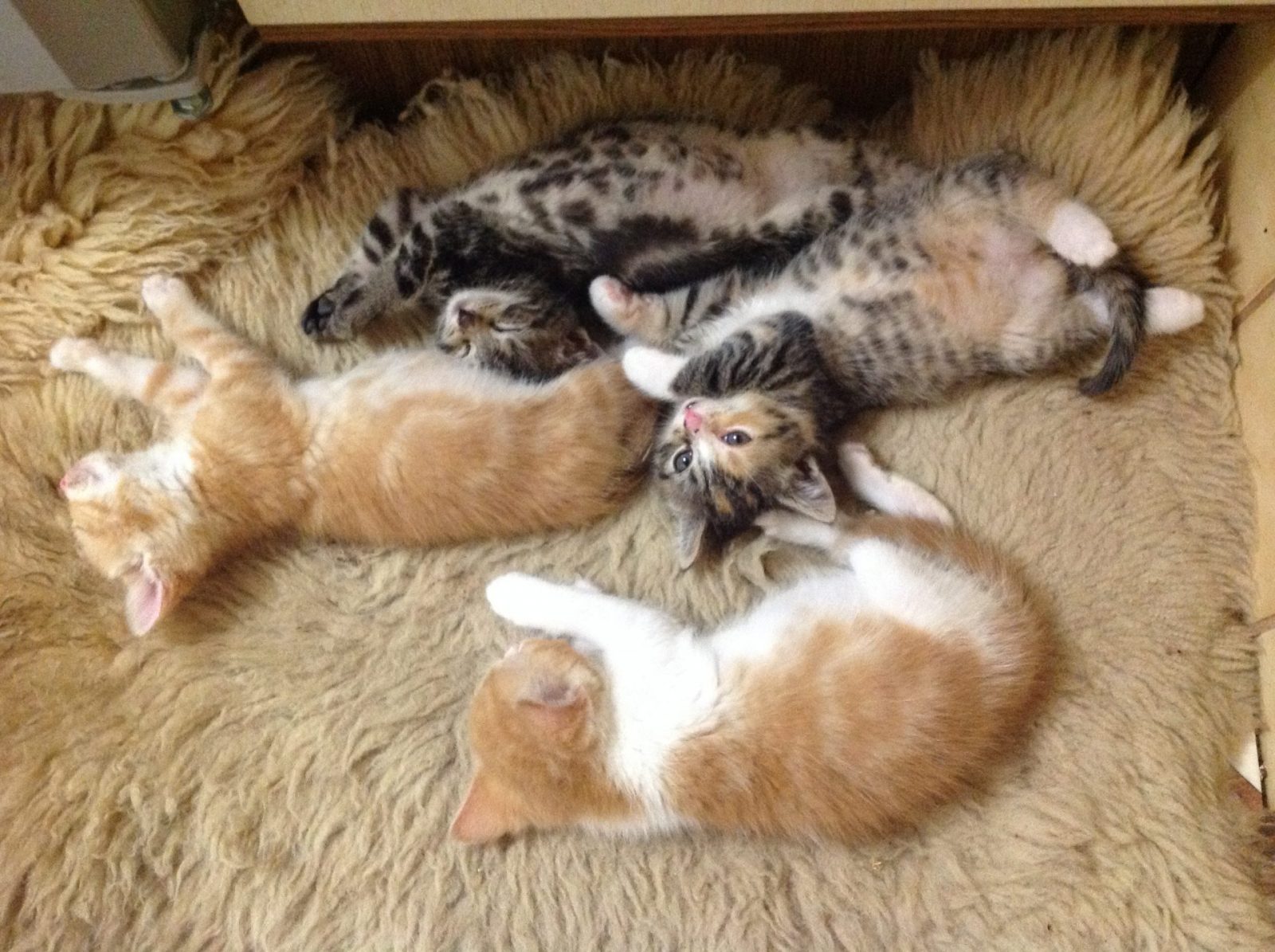 CC6363B8-6A83-46EA-9D13-4CEAE55C3911