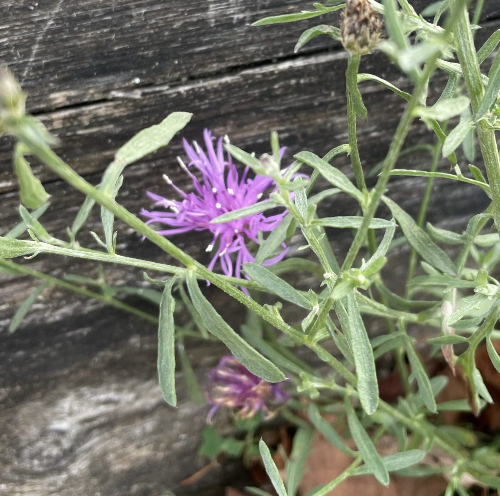 CD976A3E-7B62-410F-90C1-B552E6F43B58