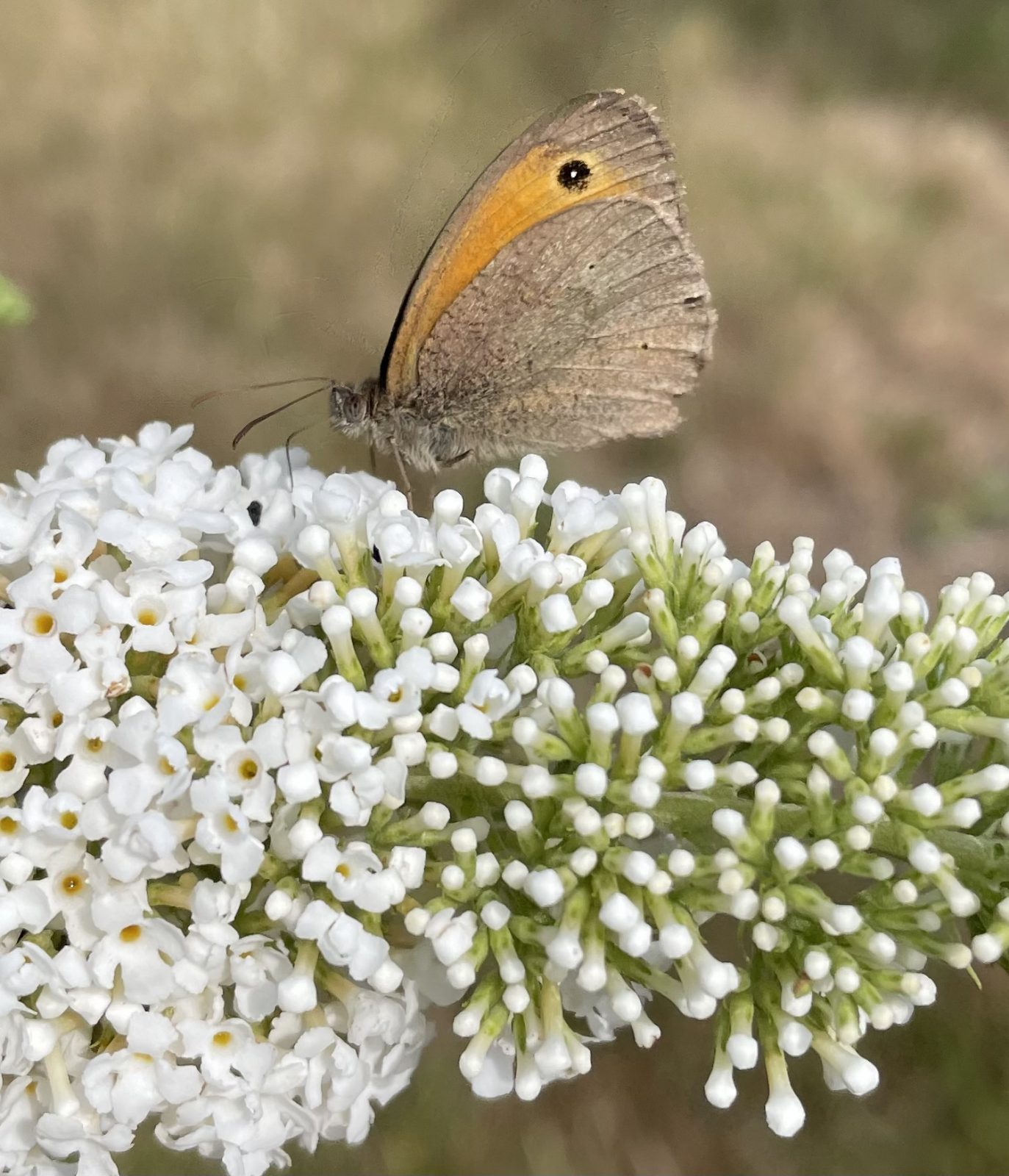 CDD7D65C-581D-4B60-9FF1-0D7960D918A1