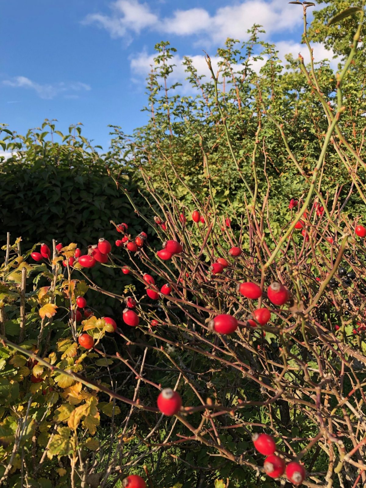 CEC889D1-C356-4C73-B09A-D5F77E41B34D