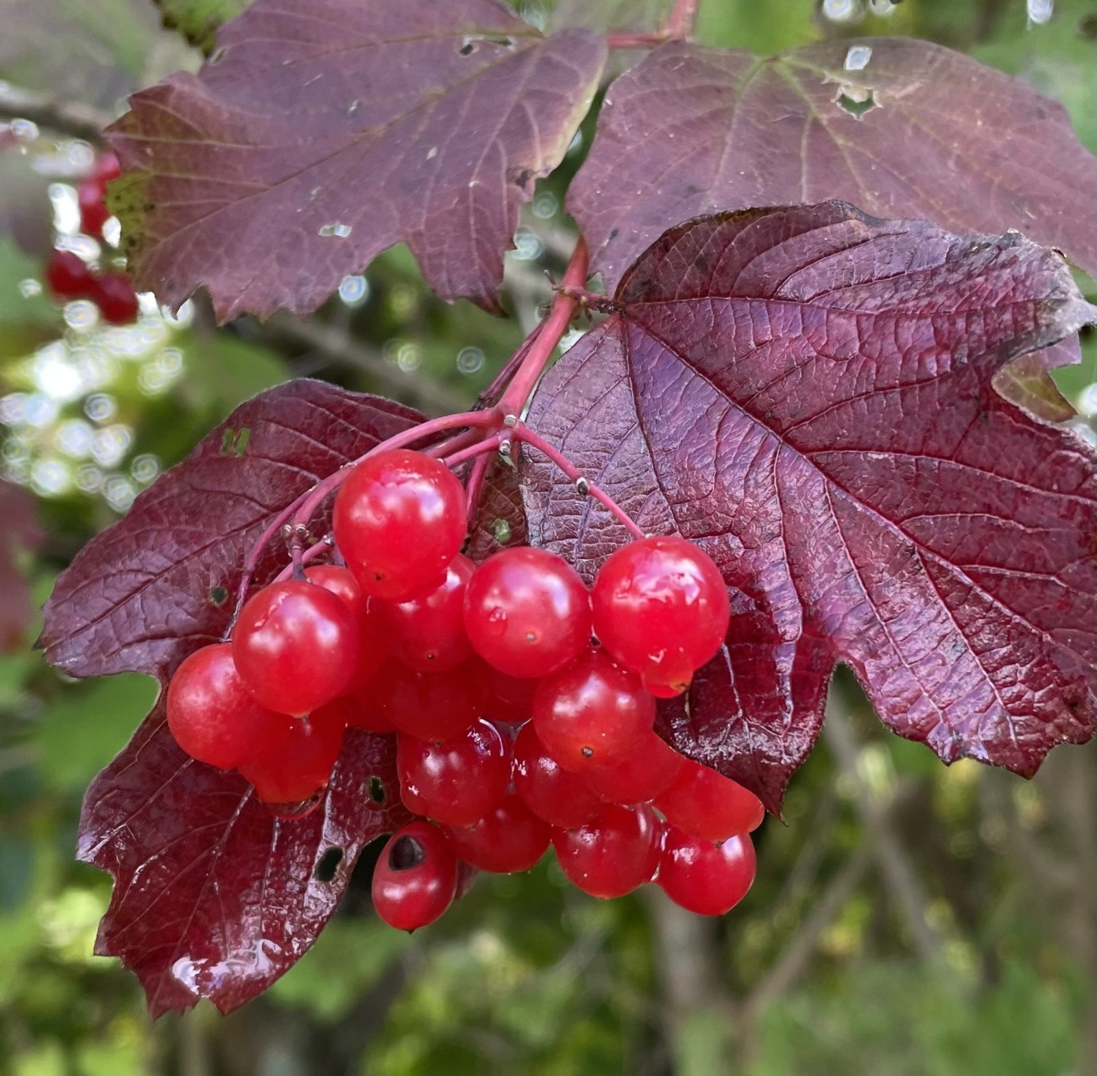 CFE17F55-D243-46C9-B732-C24424EFCA89