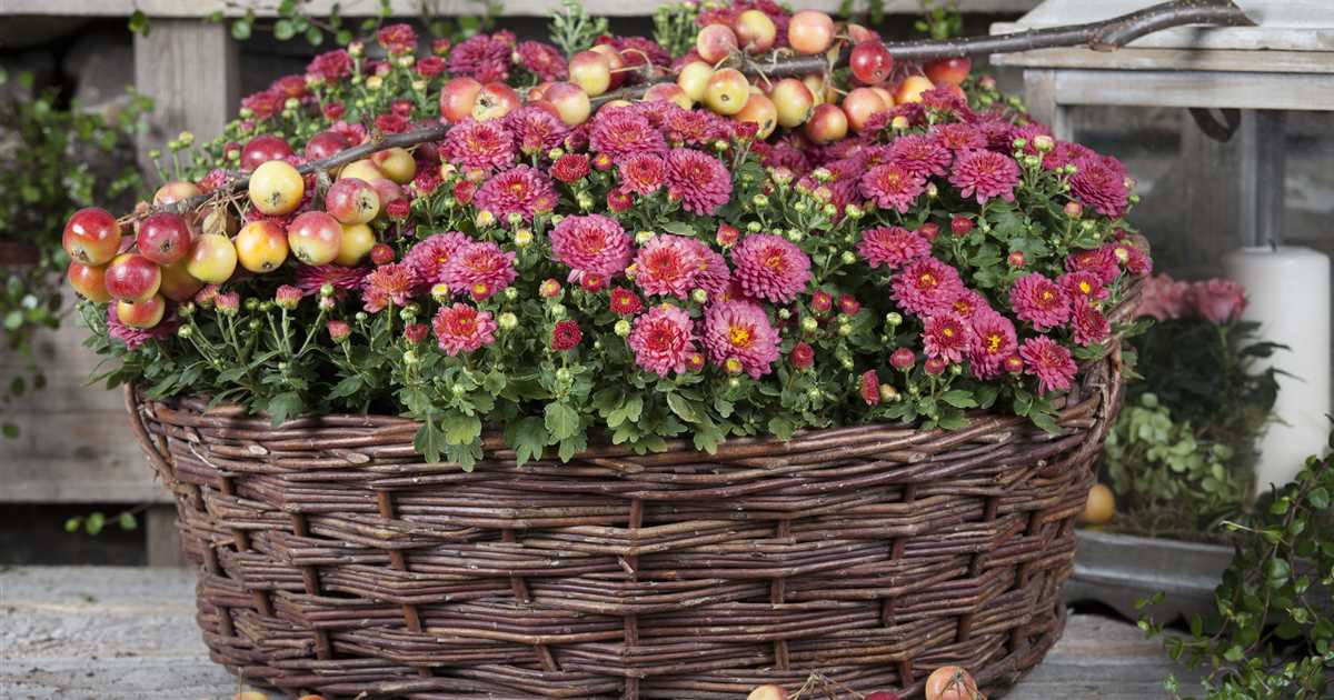 Chrysanthemum-indicum-1200x630-proportionalsmallest