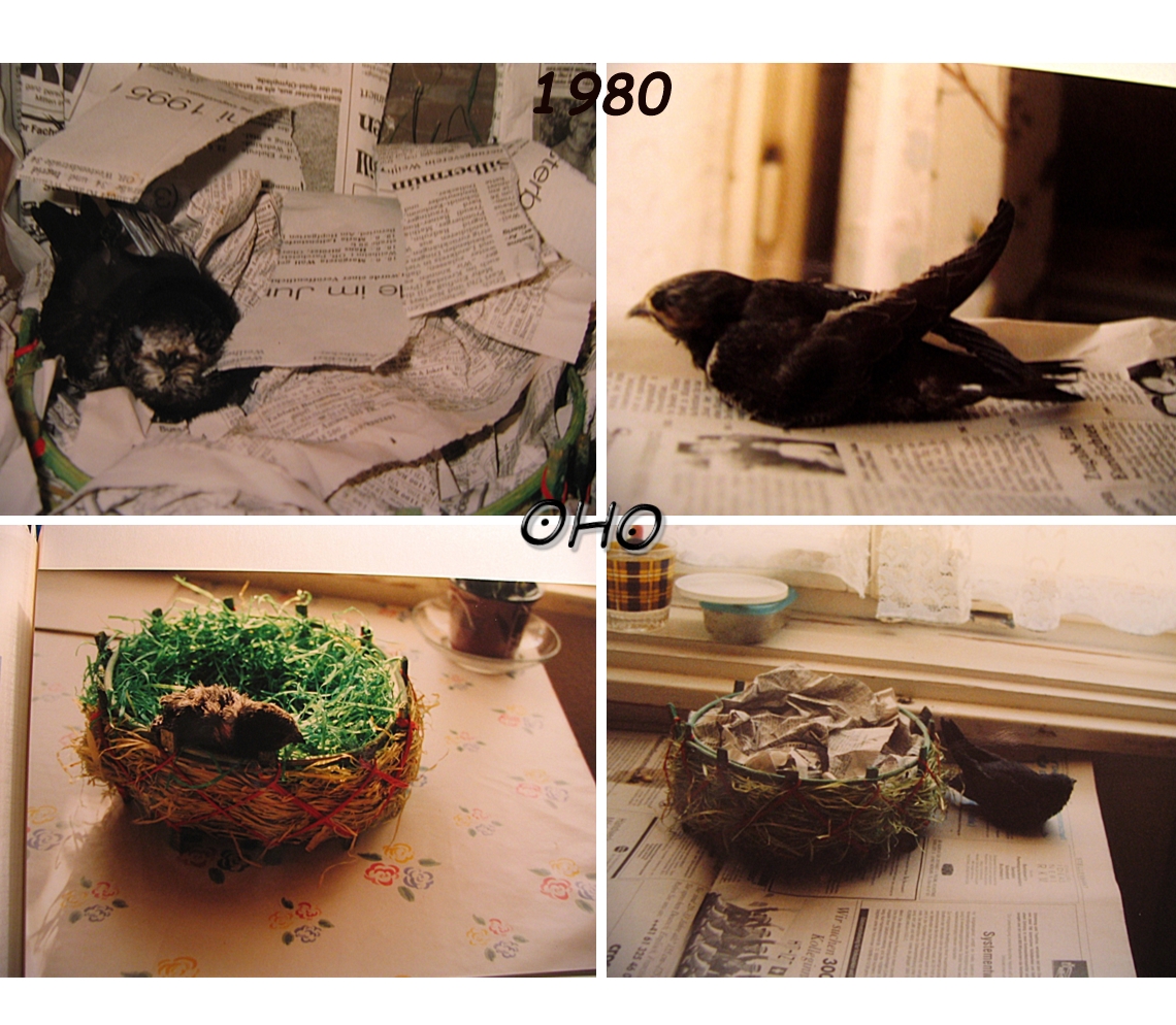 Collage-Schwalbenrettung.1980