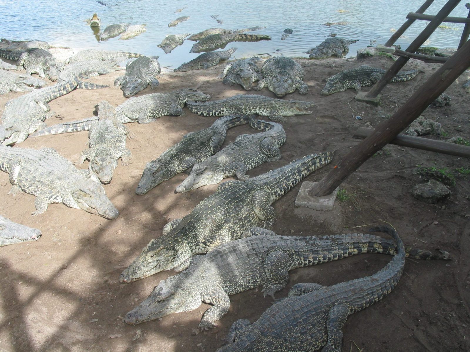 Cuba Ausflug Zapata (176)