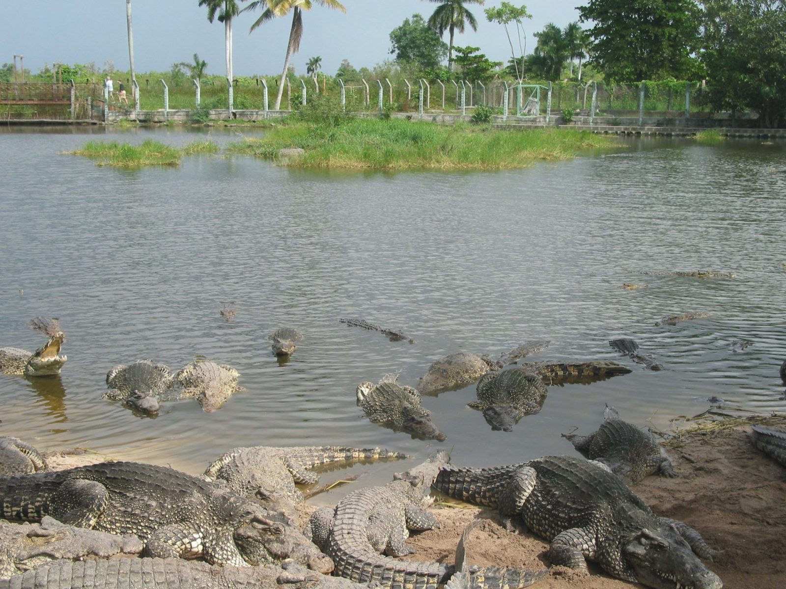 Cuba Ausflug Zapata (177)