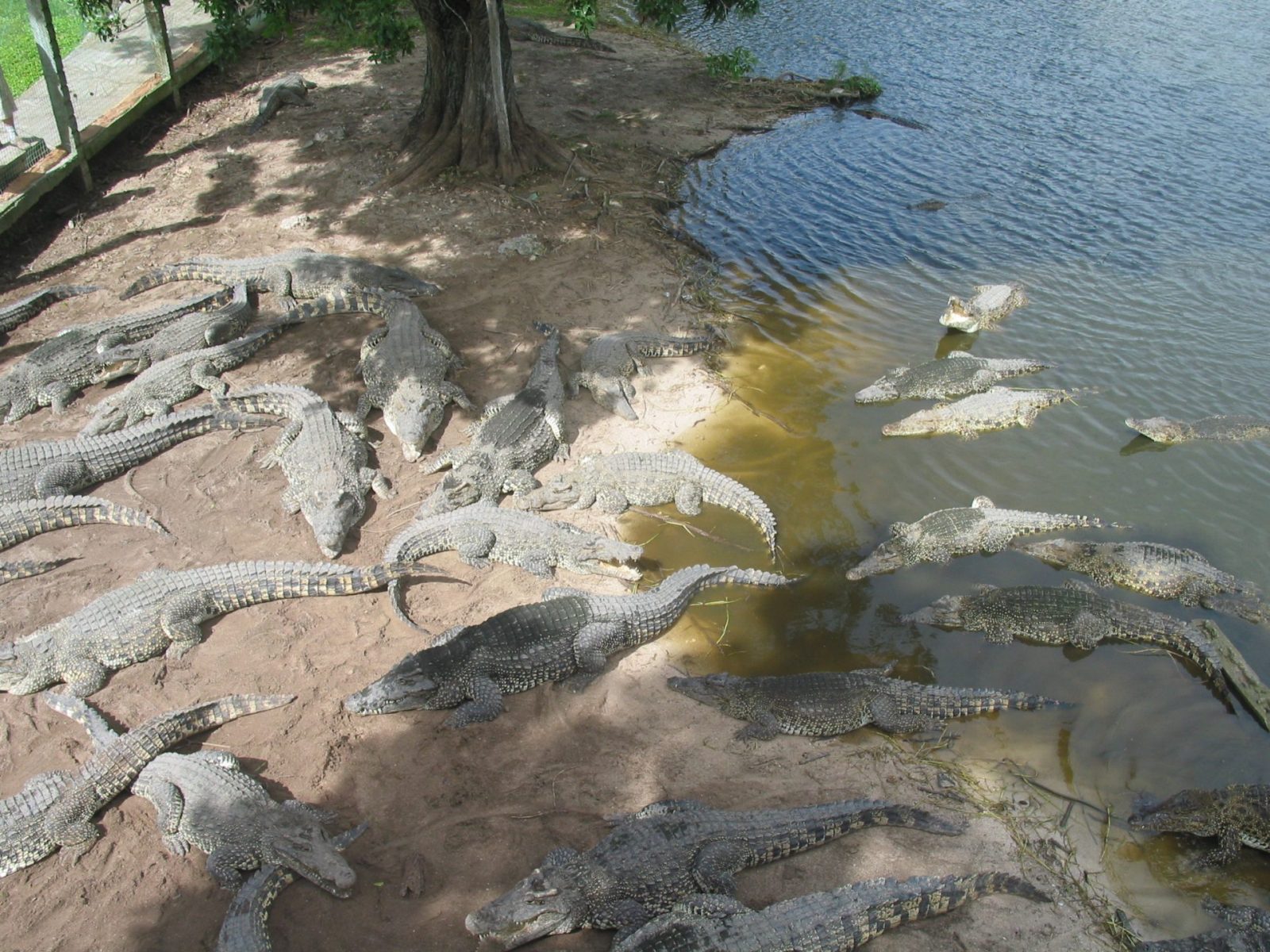 Cuba Ausflug Zapata (178)