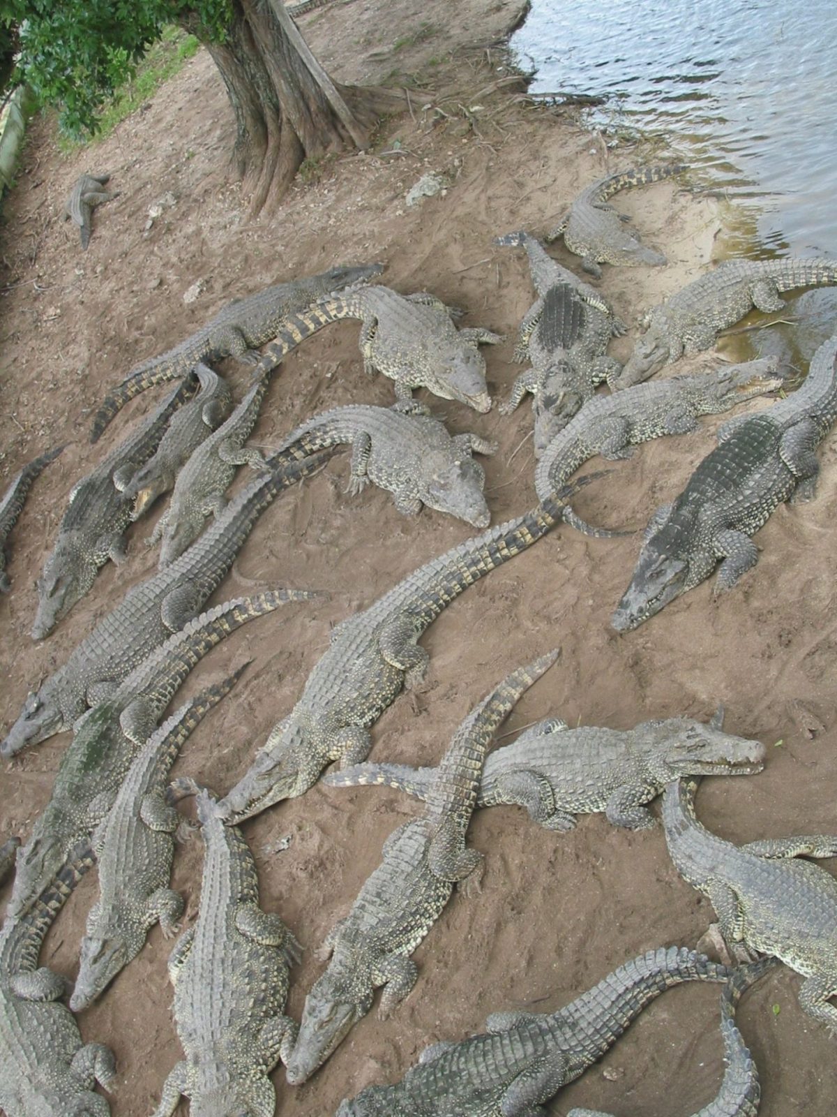 Cuba Ausflug Zapata (205)