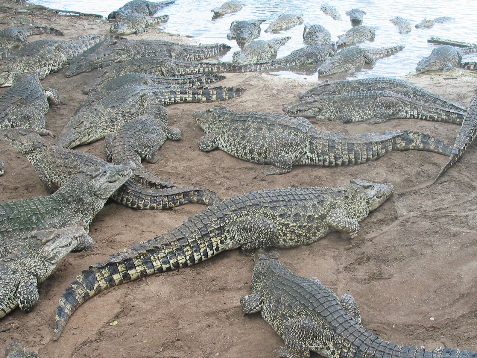 Cuba Ausflug Zapata (206)