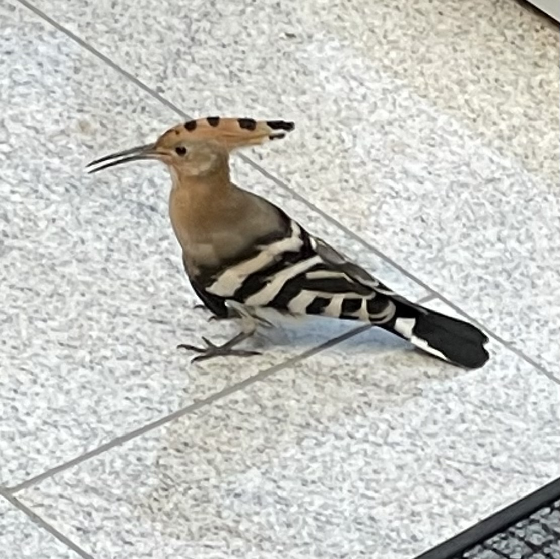 D10162EE-0CA7-4C37-B910-798B1AE1EAE8