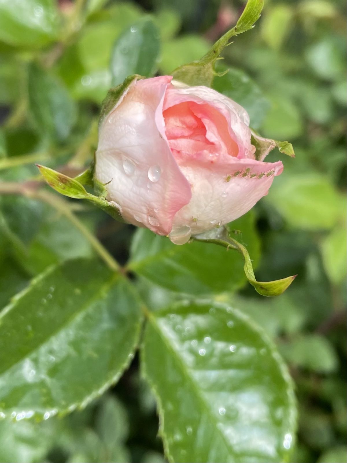 D1759DD7-E9E2-4897-BF6D-8F13F90EB65D